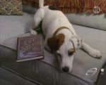 Wishbone, quel cabot !